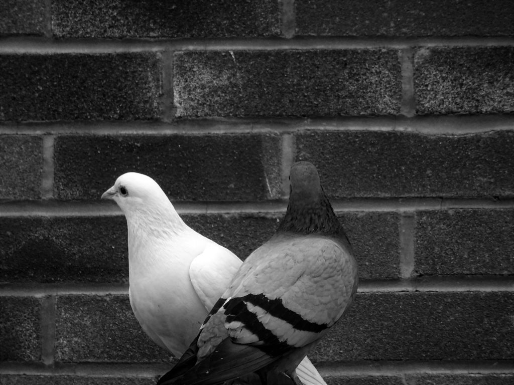 couple de pigeons derrière une clôture